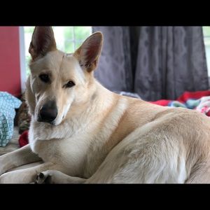 Meet your Posher, Samantha